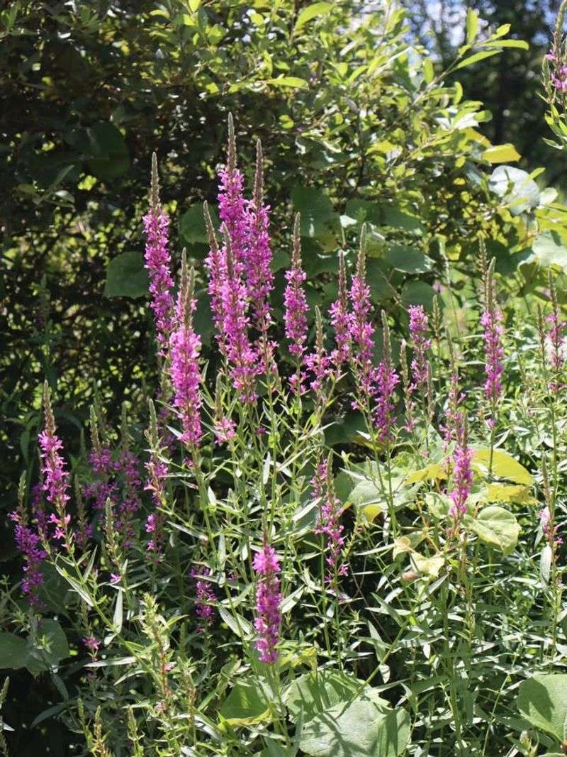 Purple Loosestrife