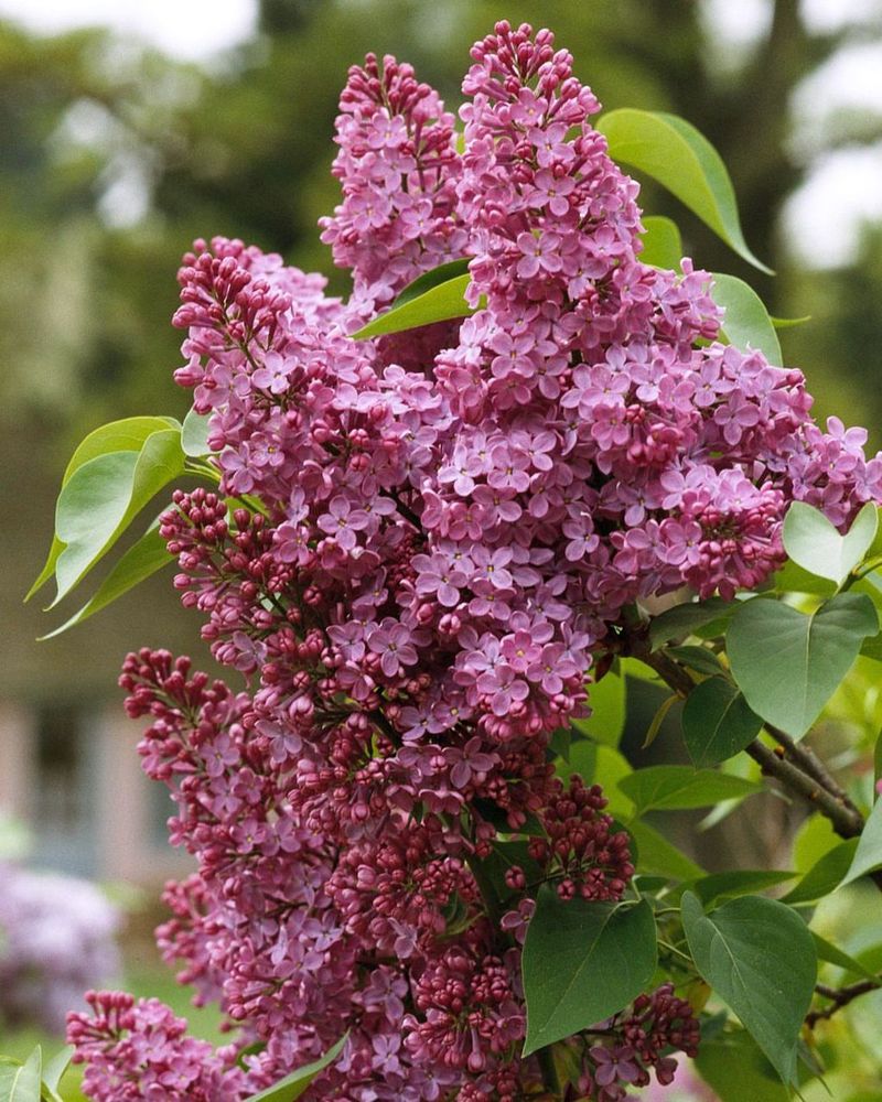 Common Lilac