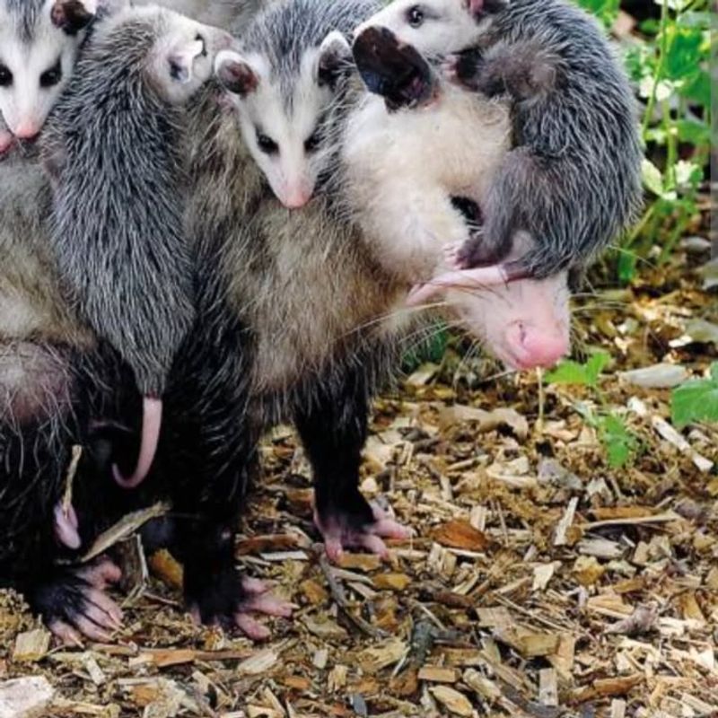 Baby Possums Need Special Consideration