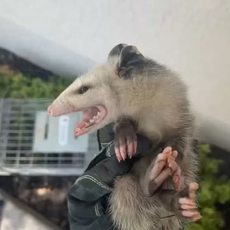 Professional Removal Is Safer Than DIY Methods