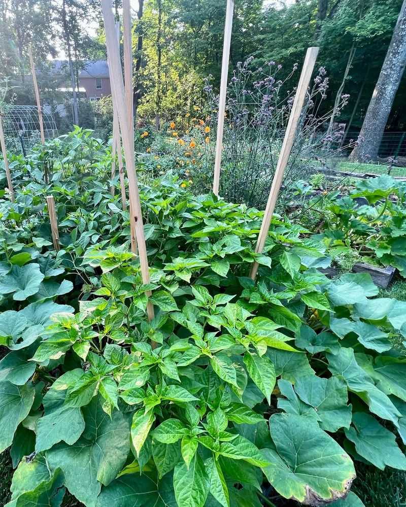 Less Weeding And Watering Required