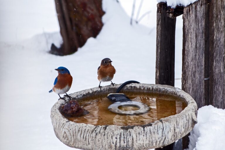 eastern bluebirds stand on bird bath on a cold day