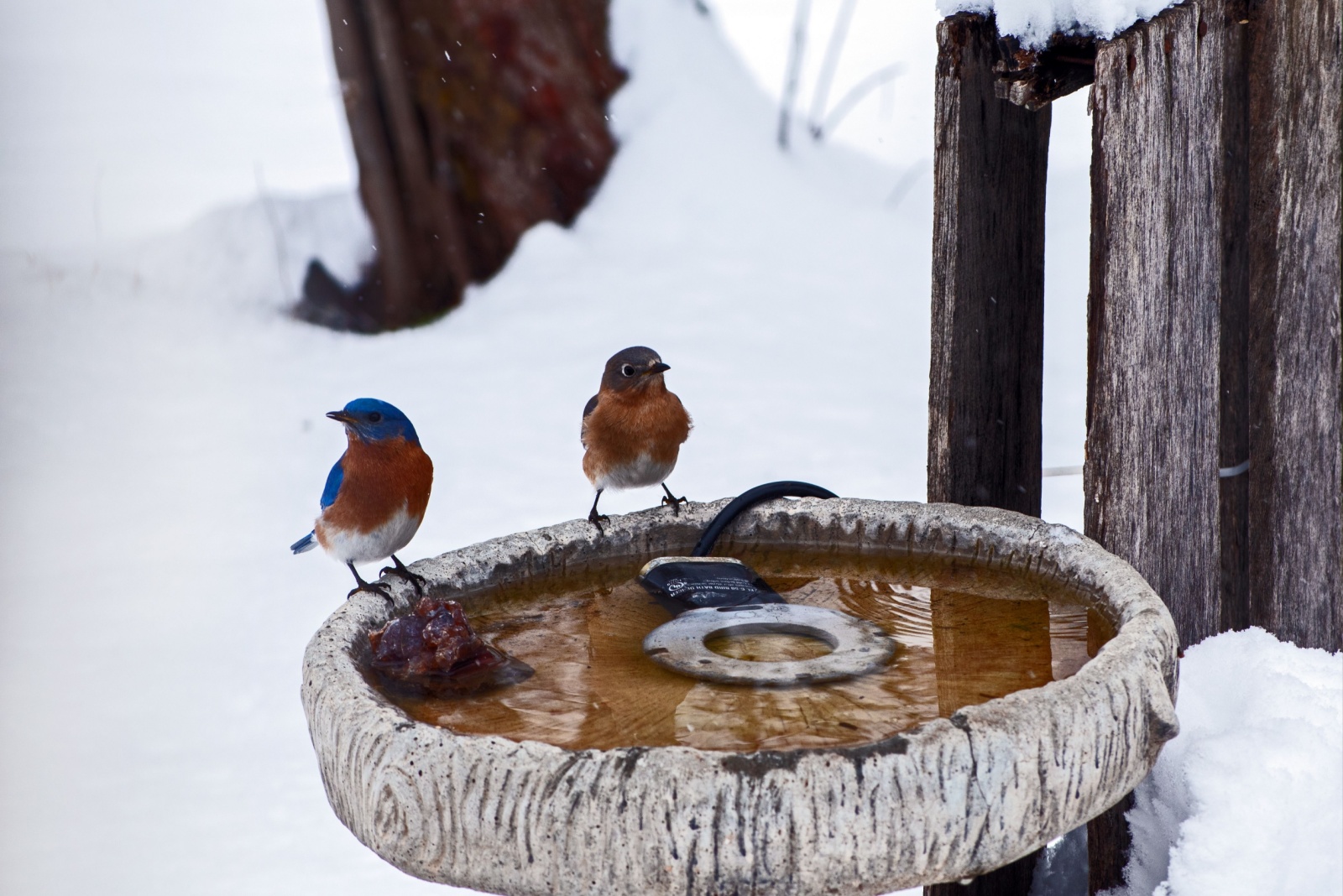 Simple Way To Prevent A Bird Bath From Freezing In Michigan