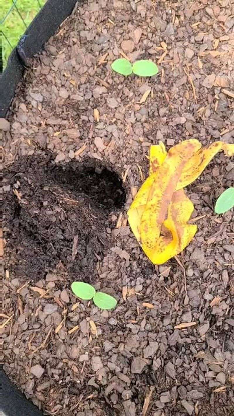 How Gardeners Work It Into Their Soil For Fast Results