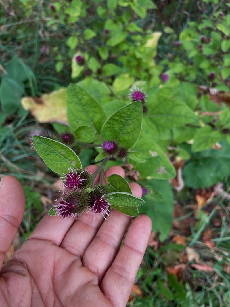 What You Should Know Before Using Burdock Plants