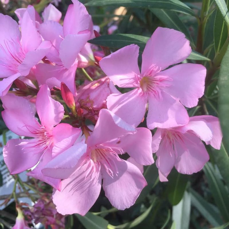 Water Contaminated By Oleander Becomes Poisonous