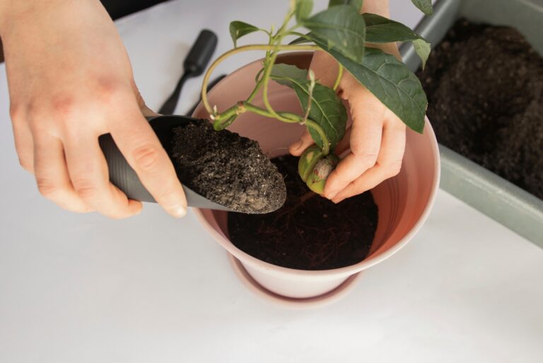 planting avocado (featured image)