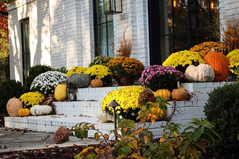 Placing Mums In Too Much Shade