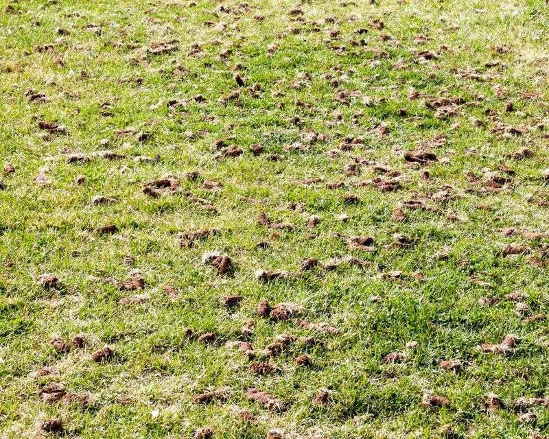 Ignoring Bare Patches And Thin Spots