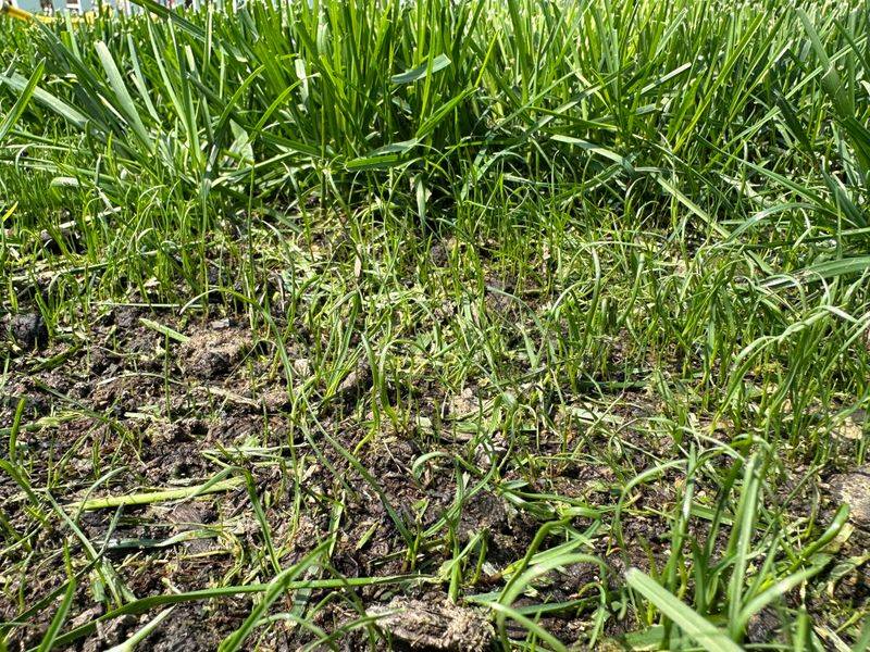 Overwatering During Cool Weather