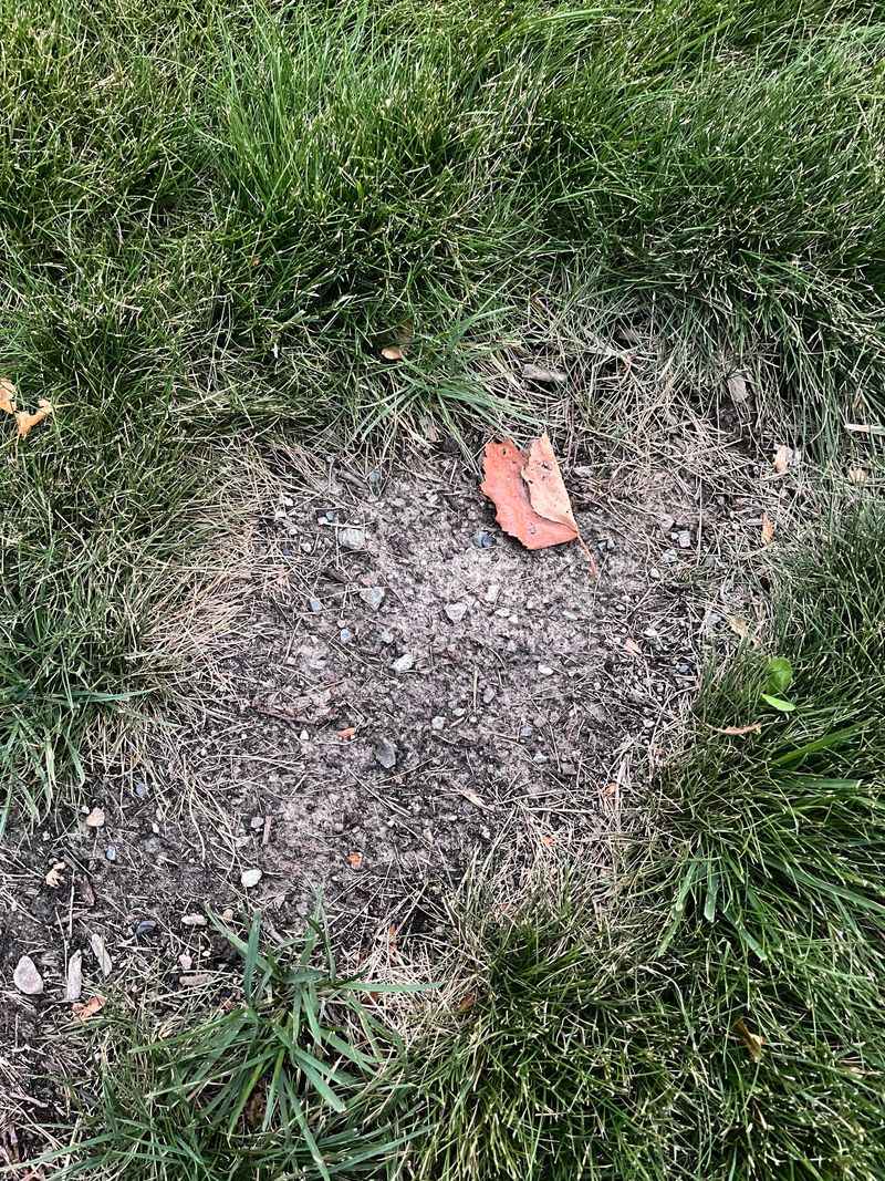 Ignoring Bare Patches And Thin Spots