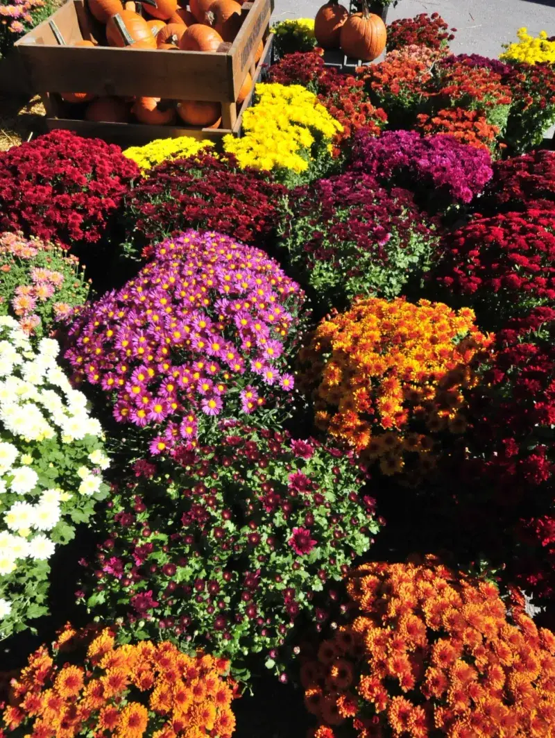 Falling For Grocery Store Bargains