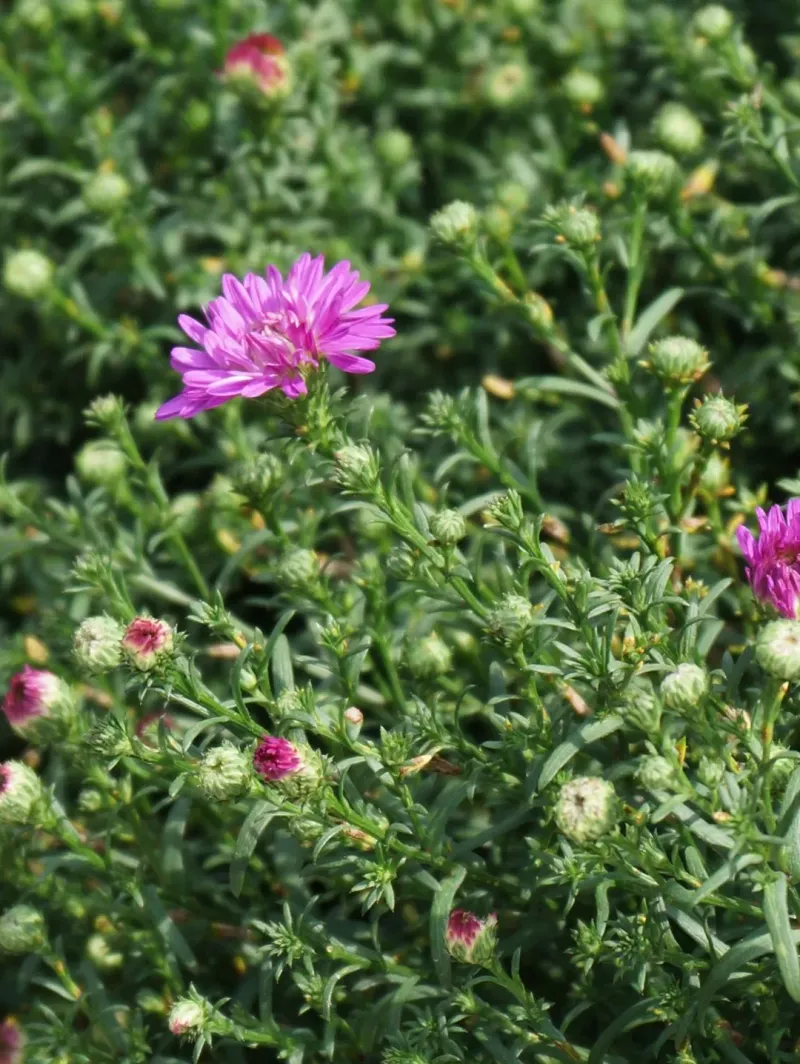 Buying Too Late In The Season