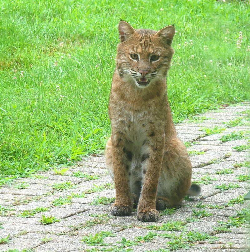 Bobcats