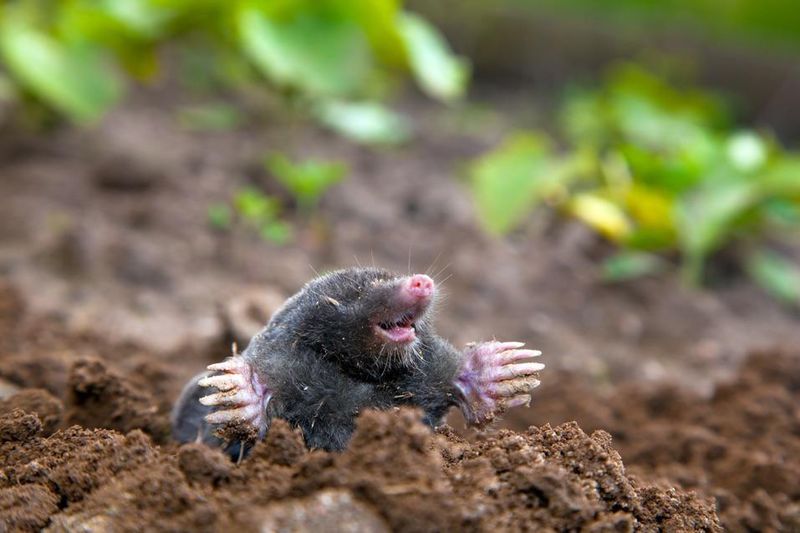 Moles Produce Volcano-Shaped Hills