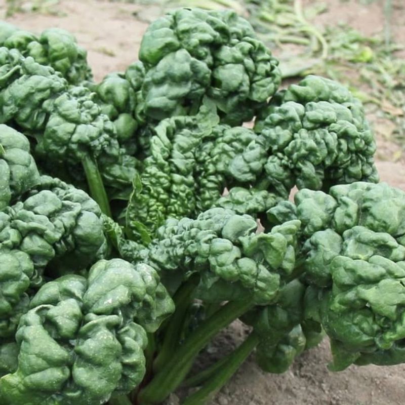 Exceptional Disease Resistance