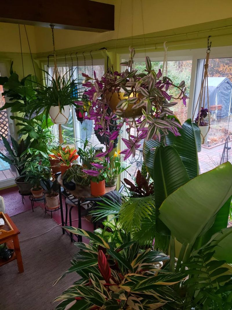 Humidity From Heaters Mimics Tropical Climates