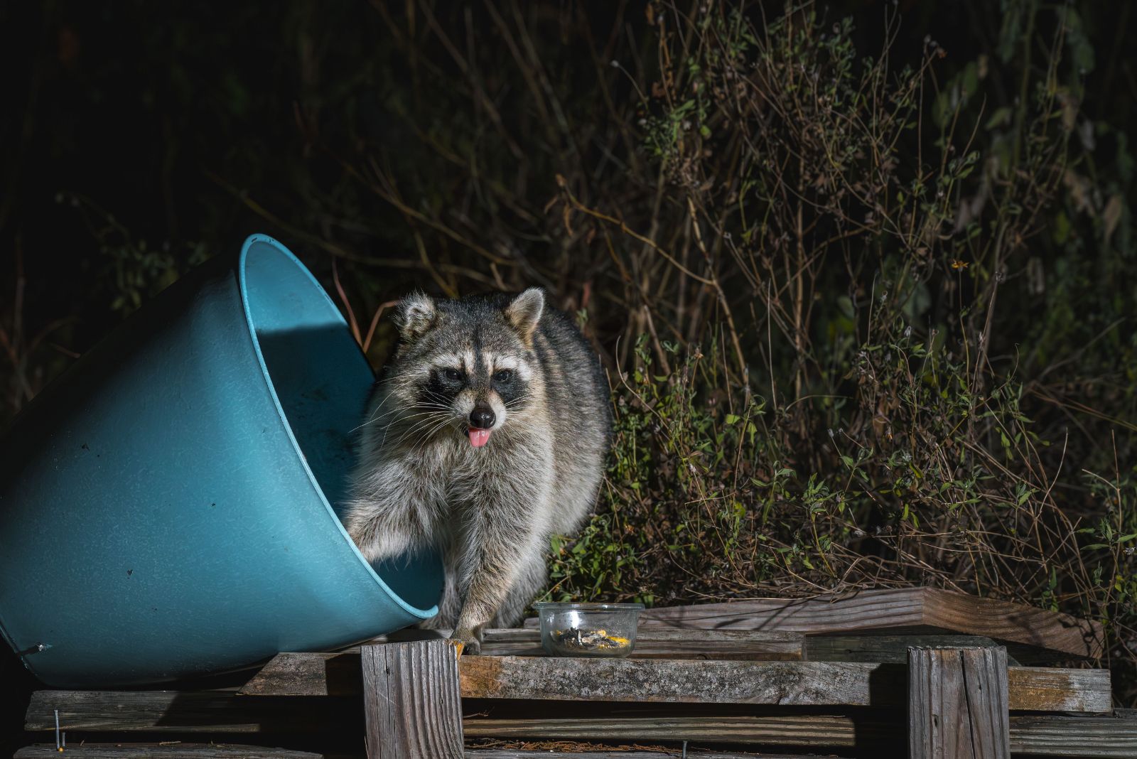 9 Smart Steps Mississippi Homeowners Should Take Before Removing Raccoons From Their Yards