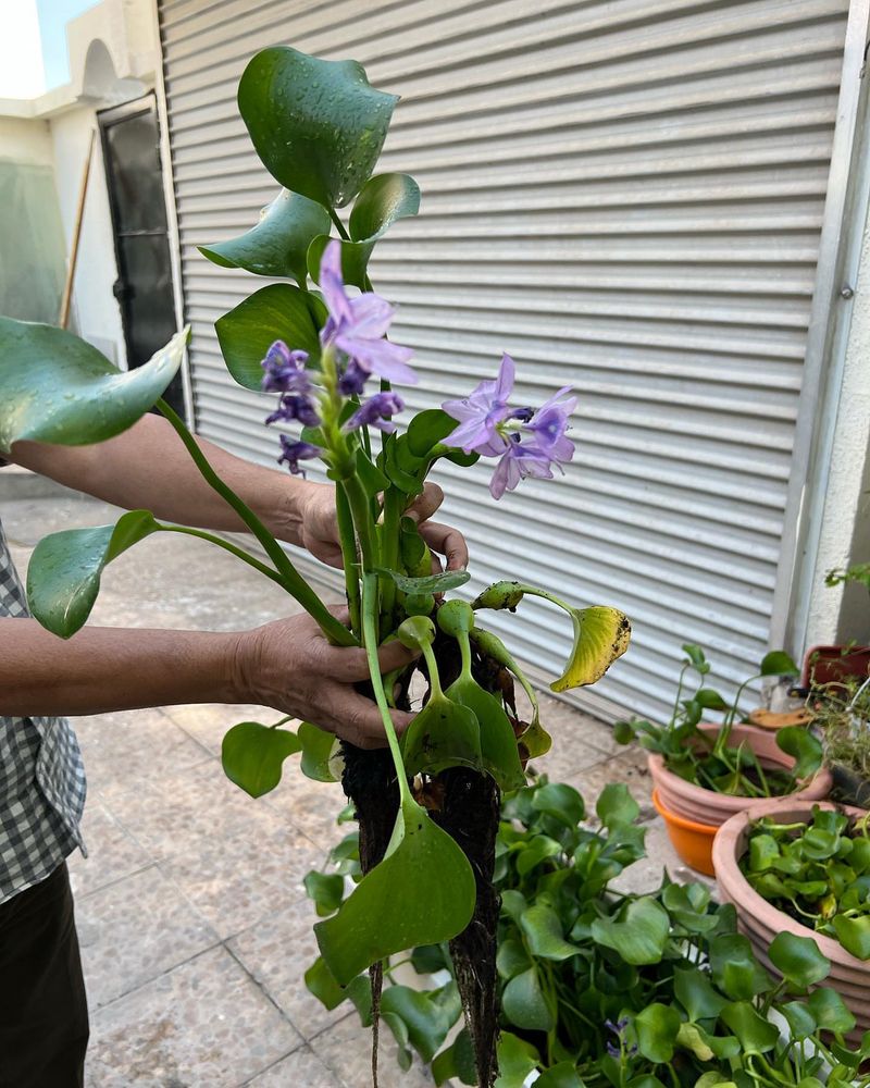 Stronger Root Systems Develop Naturally