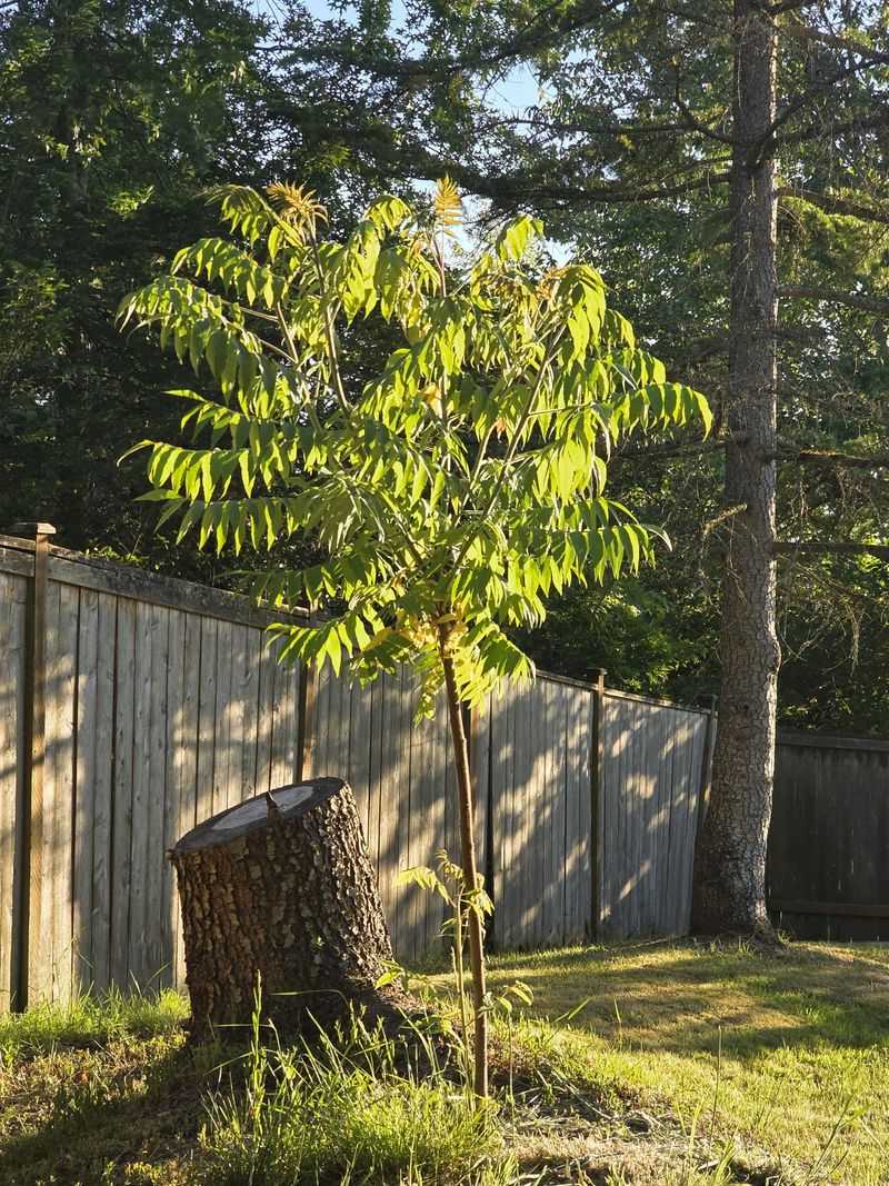 Creates Fire Hazards in Dry Seasons