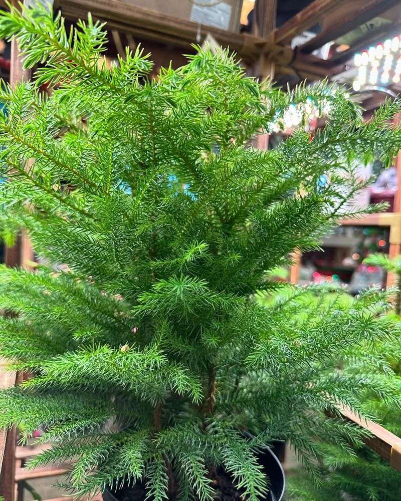 Norfolk Island Pine