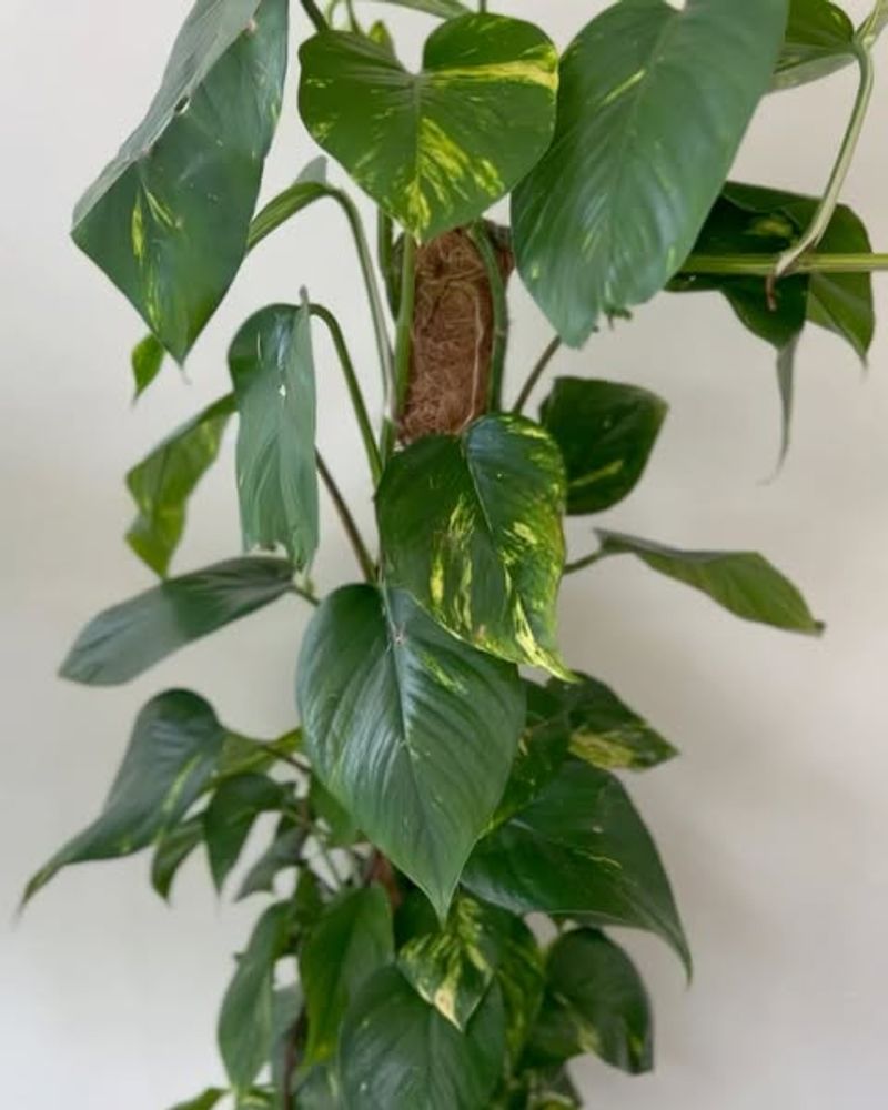Pothos (Devil's Ivy)