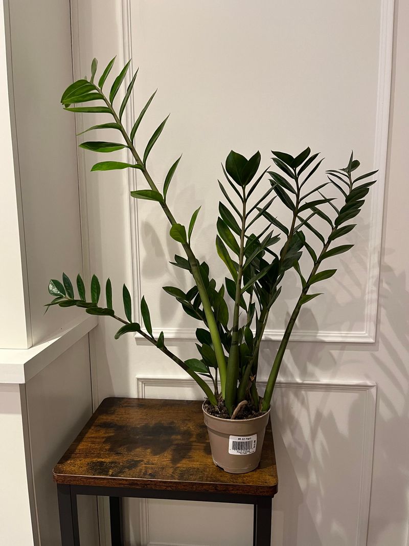 ZZ Plant (Zamioculcas zamiifolia)