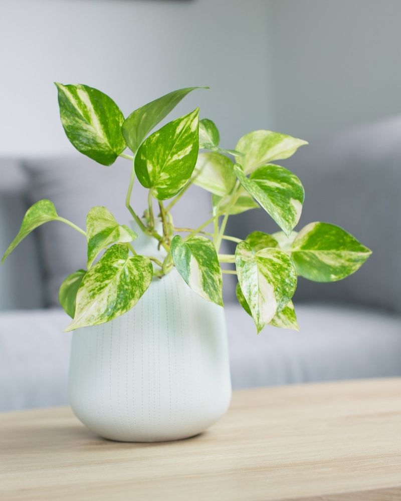 Pothos (Epipremnum aureum)