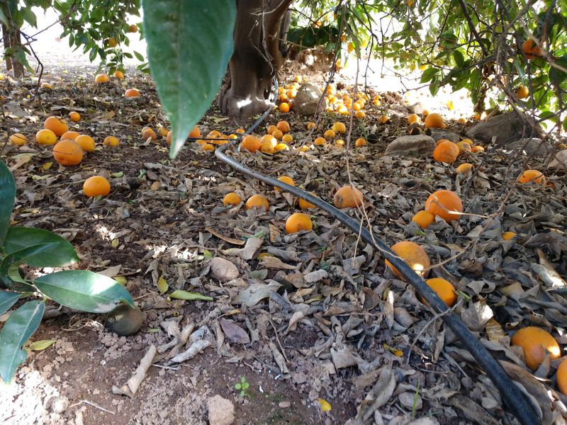 Cleanup Crew For Fallen Fruit And Vegetables