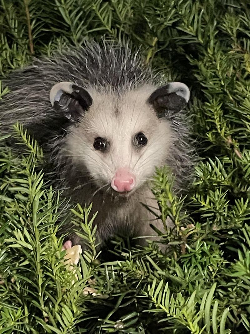 Cleanup Crew For Fallen Fruit And Garbage