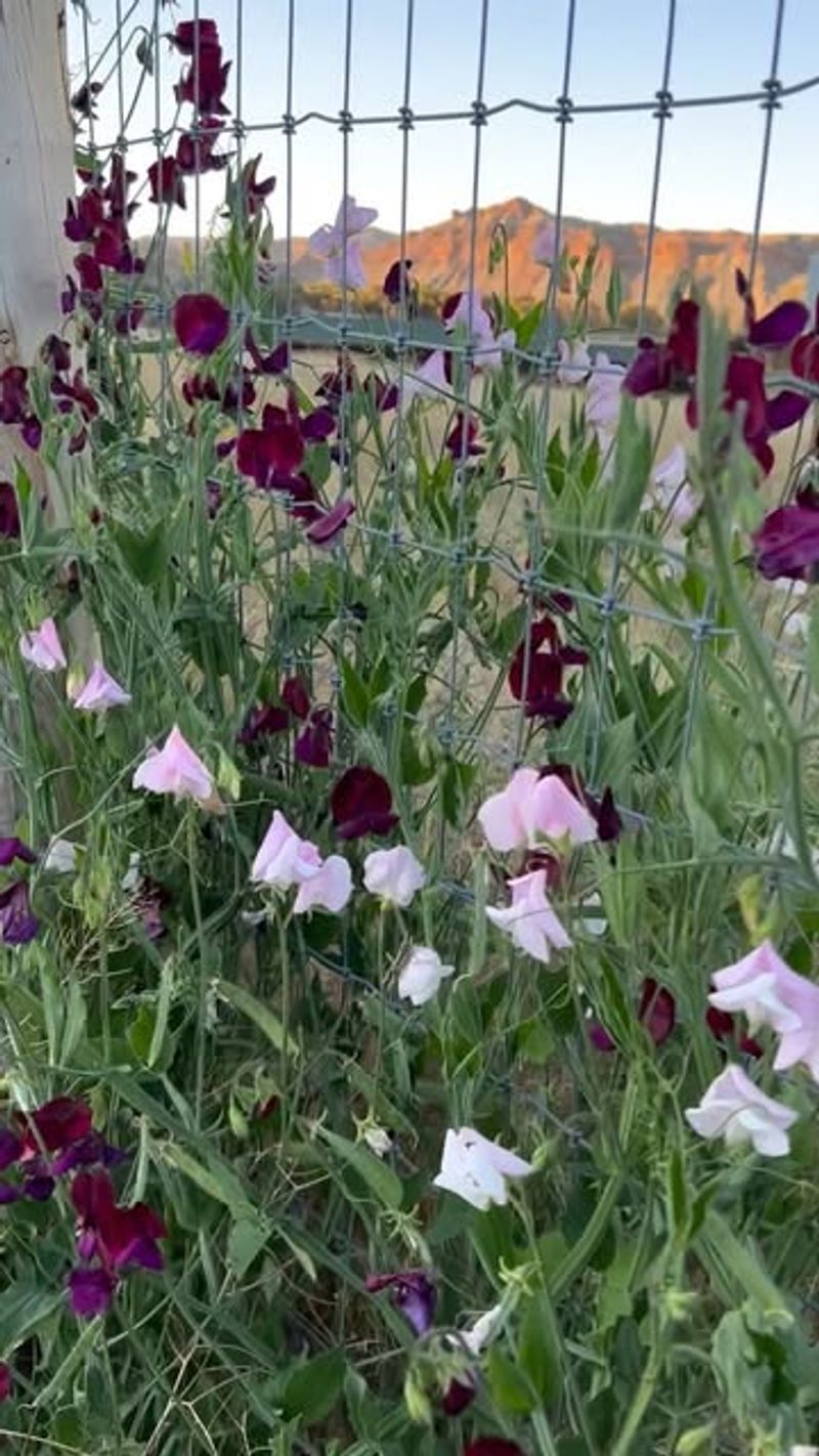 Sweet Peas