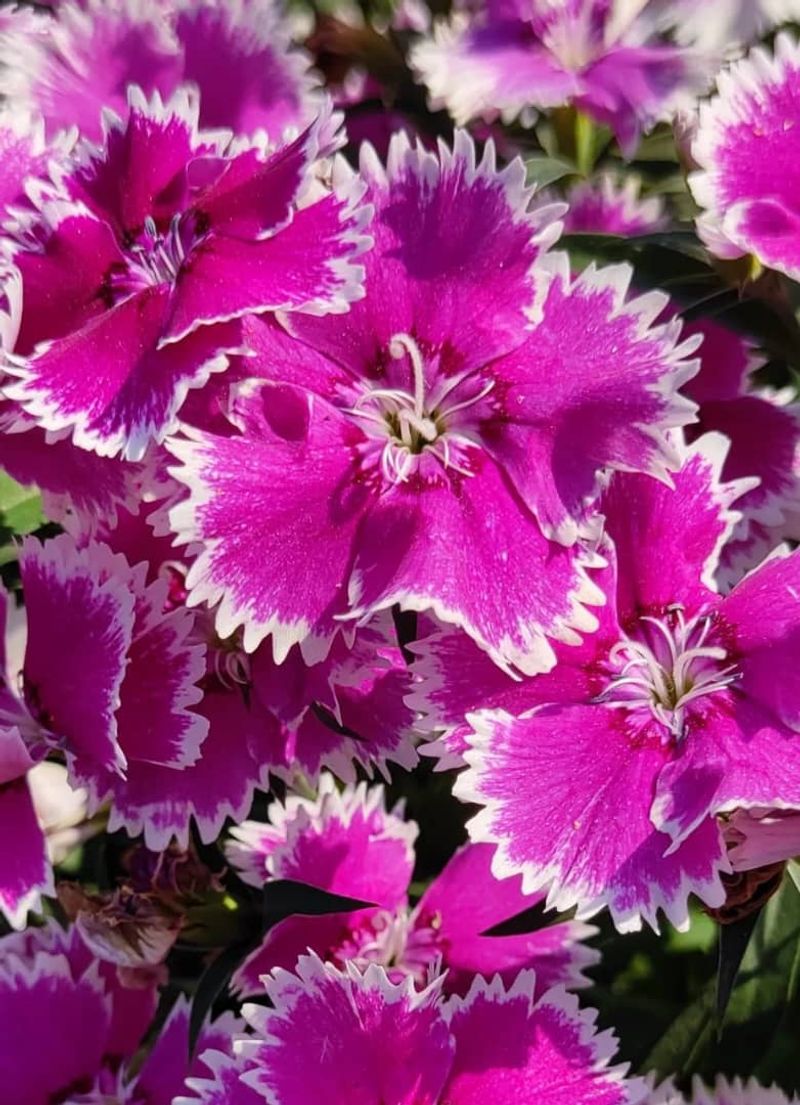 Dianthus