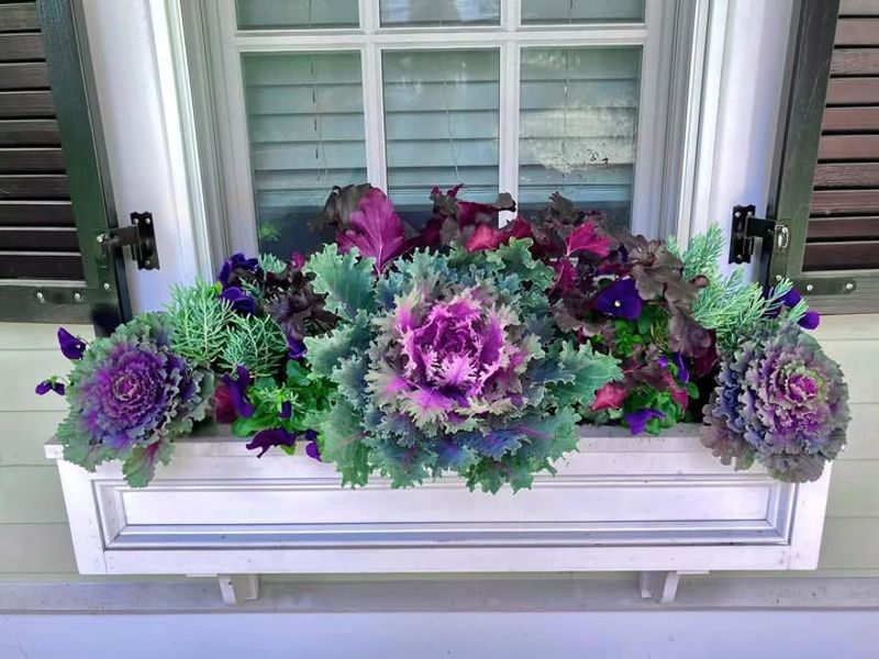 Ornamental Kale