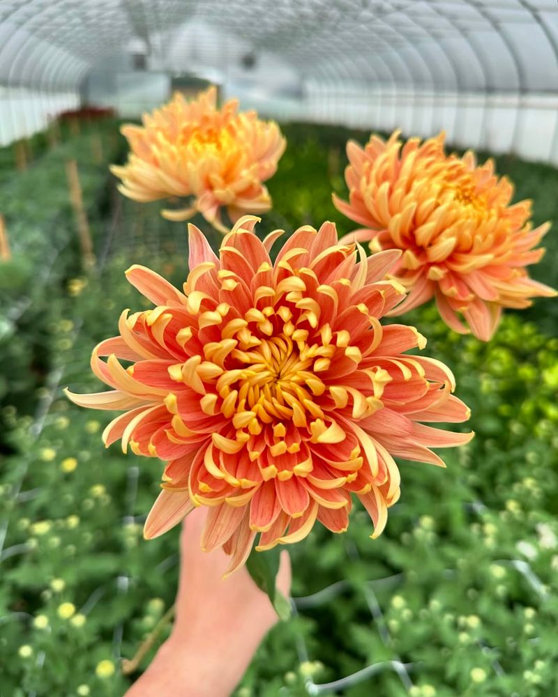 Chrysanthemums