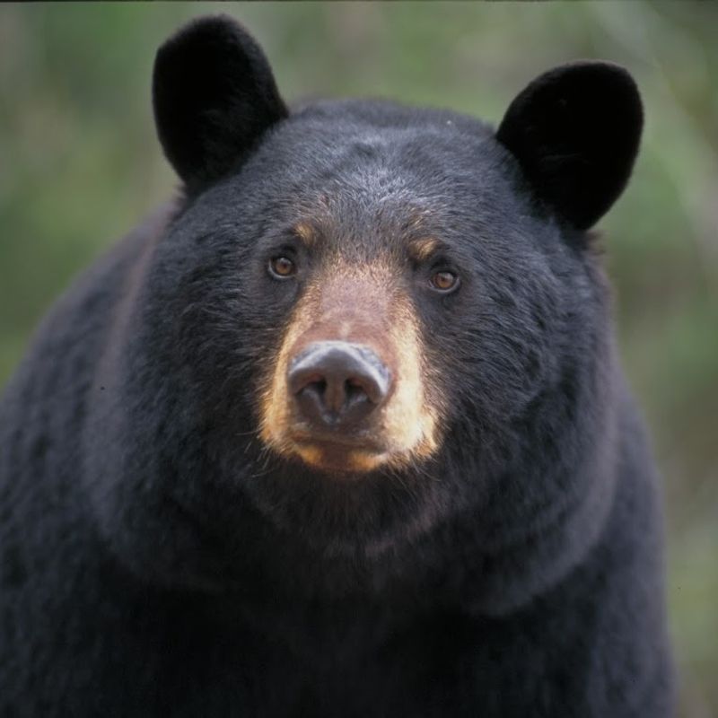 Black Bear