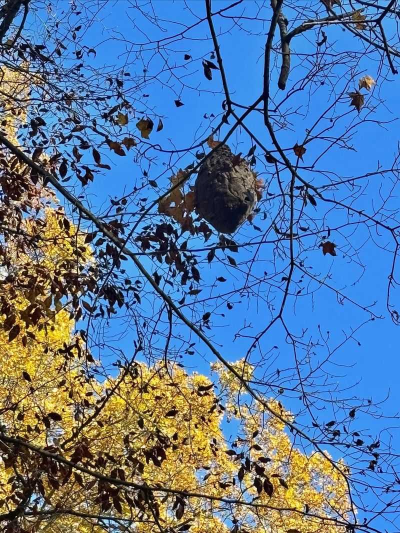 Paper Wasp Nests Hanging Like Umbrellas