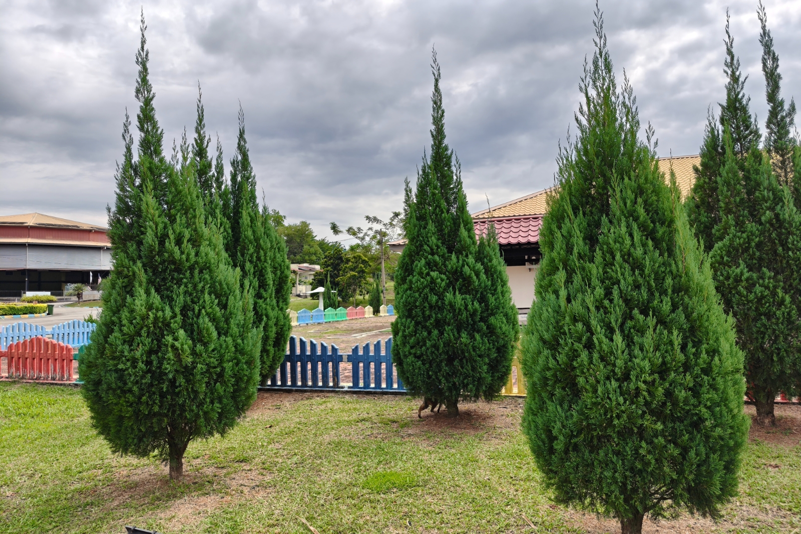 arborvitae (featured image)