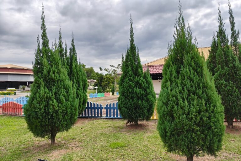 arborvitae (featured image)