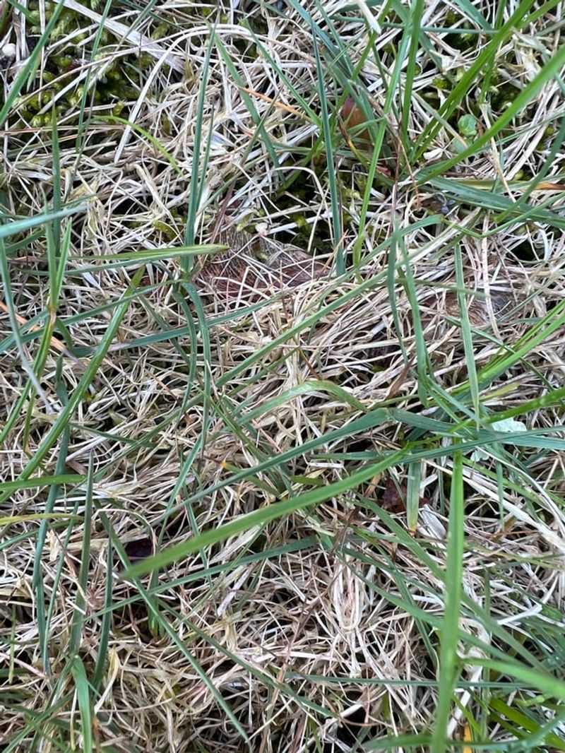 Crown Protection Increases Plant Survival Through Freezing Cycles