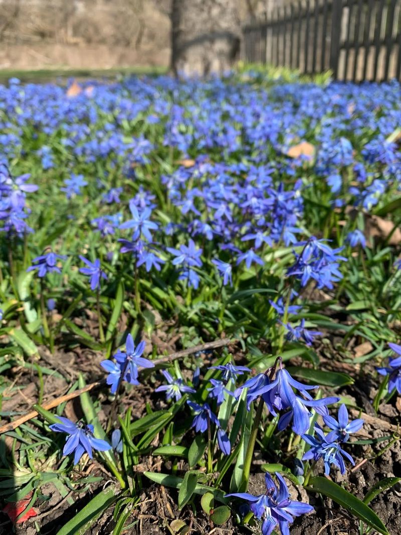 Siberian Squill