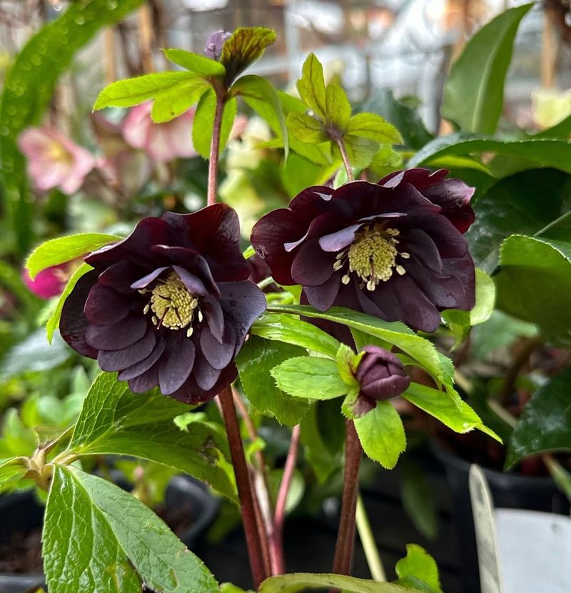 Lenten Rose (Helleborus Orientalis)