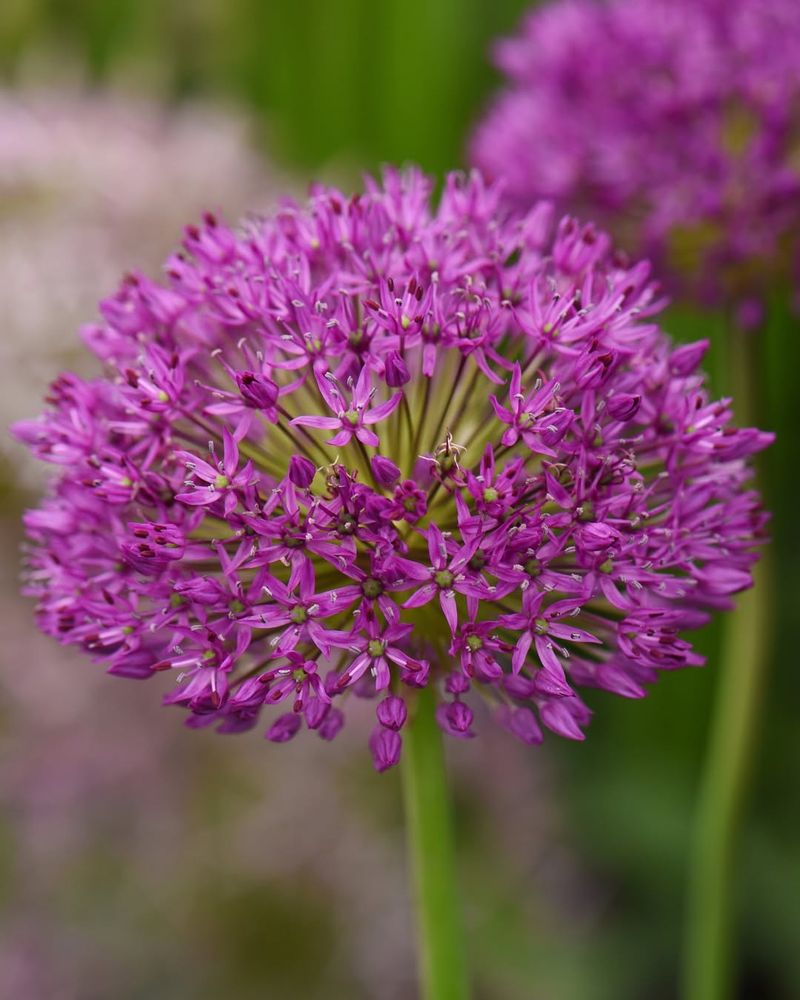 Alliums