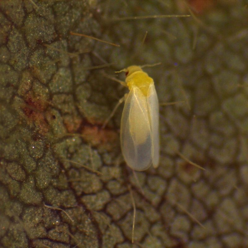 Pest Infestations Spread Quickly