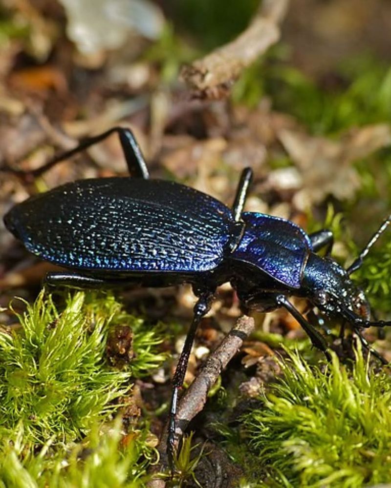 Wildlife Benefits From Longer Grass