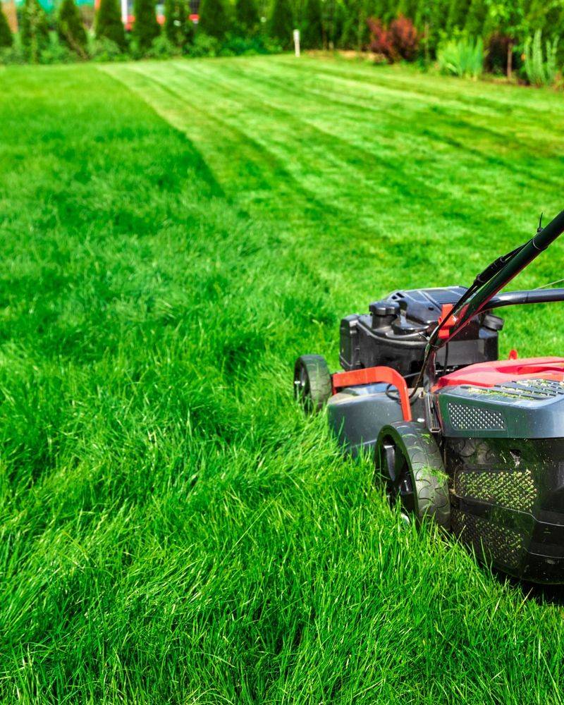 You're Mowing Your Grass Too Short