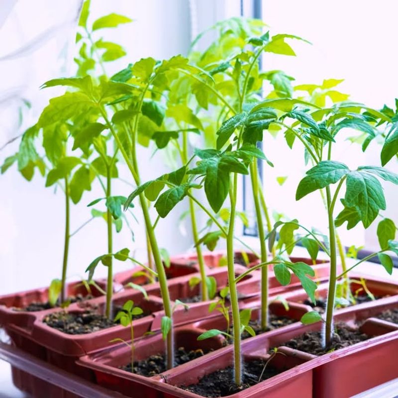 Protecting Young Plants From Unexpected Cold