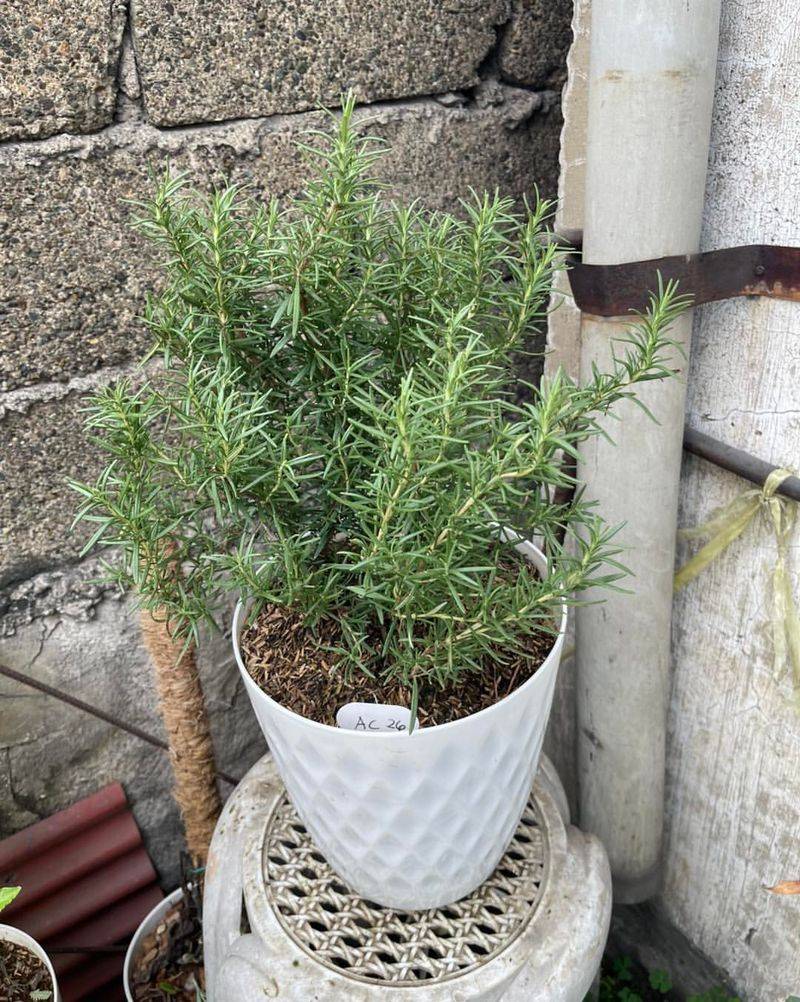 Container Plants Need Different Care