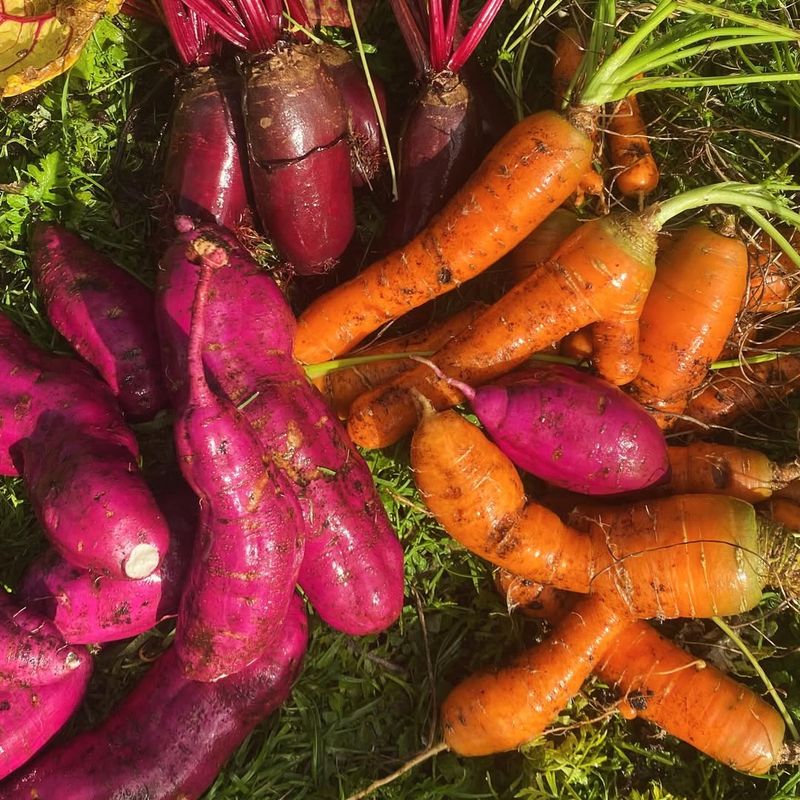 Extended Harvest Period Throughout Winter