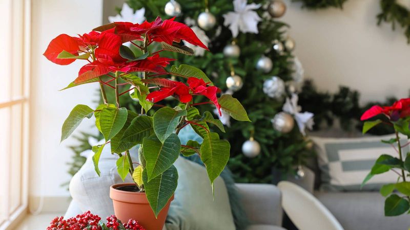 Stems Display Firm Green Coloring