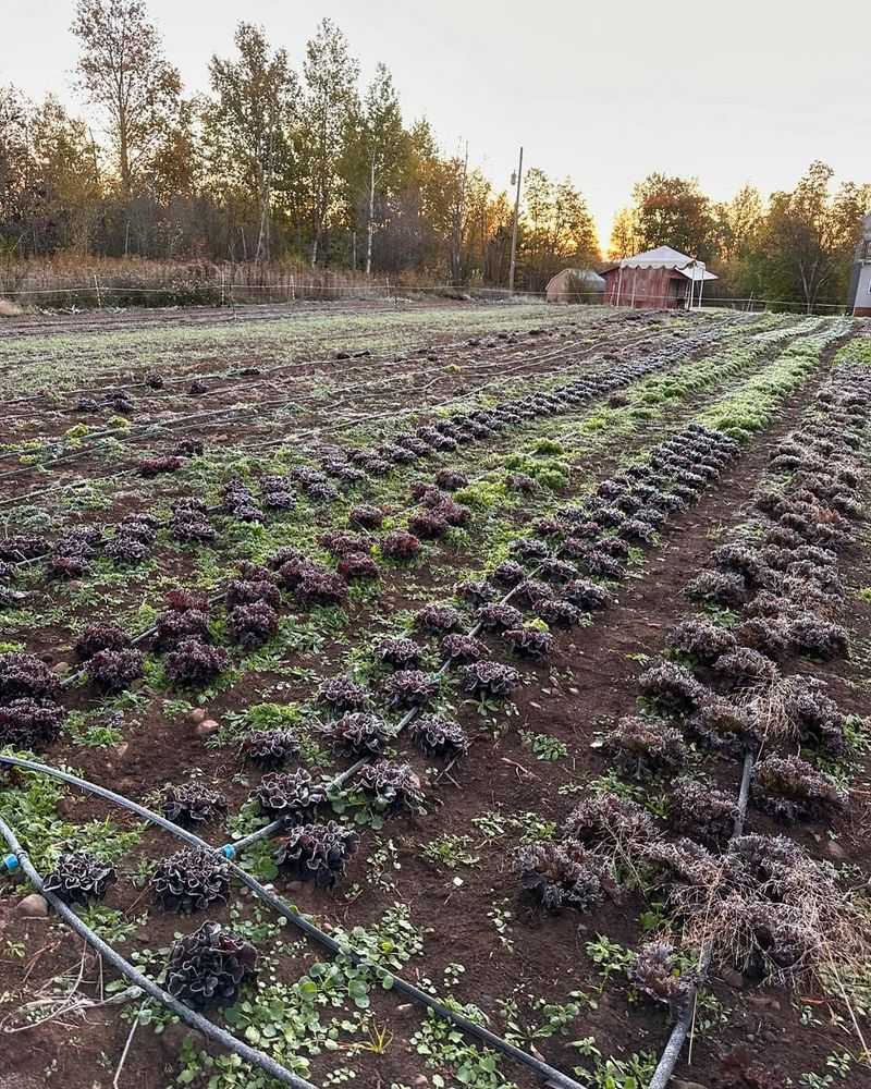 Frost Risk Remains Minimal